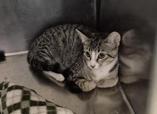 Bones - Domestic Short Hair