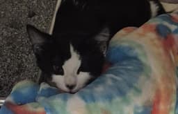 Sampson image 1