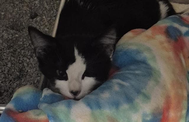Sampson - Domestic Short Hair