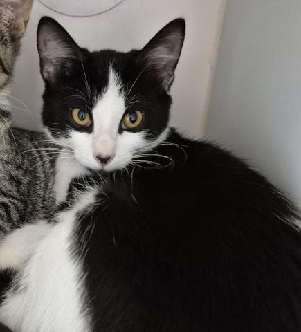 Sampson - Domestic Short Hair