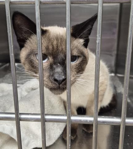Alfie - Siamese