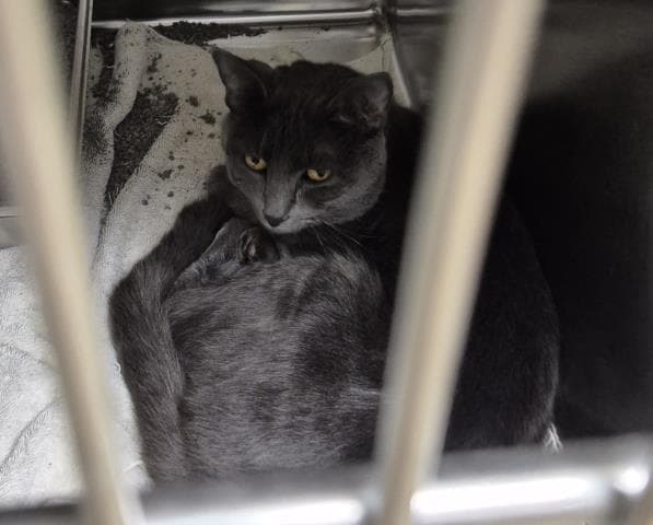 Turkey - Domestic Short Hair