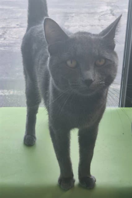 Turkey - Domestic Short Hair