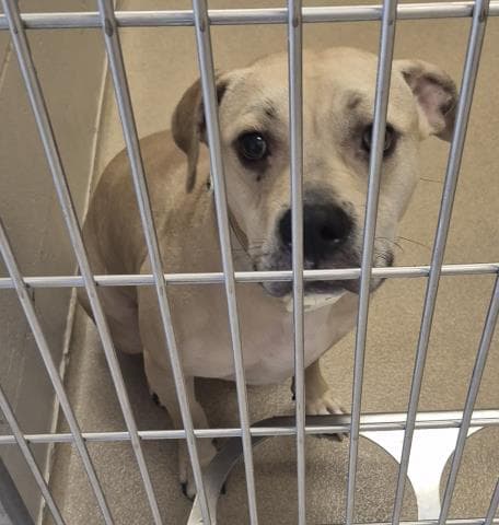 Fawn Due - Pit Bull Terrier