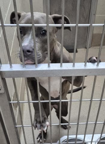 Happy Feet - Pit Bull Terrier