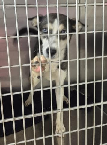Wild Flower - Siberian Husky