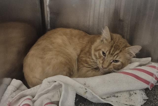 Munk - Domestic Short Hair
