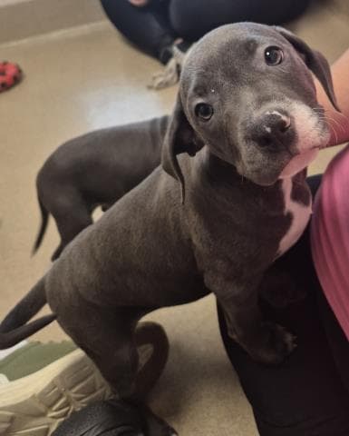 Ziggy - Pit Bull Terrier