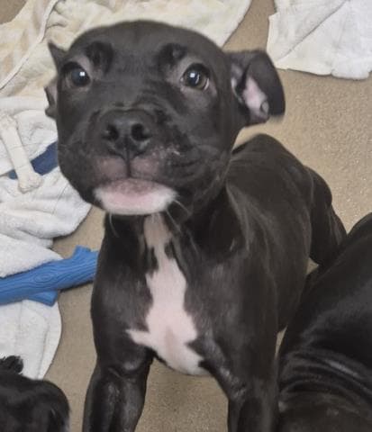 Hawaii - Pit Bull Terrier
