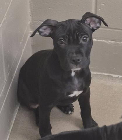 Hana - Pit Bull Terrier