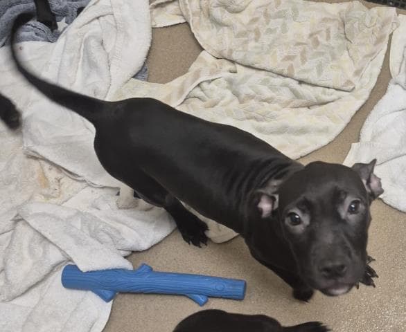 Lulu - Pit Bull Terrier