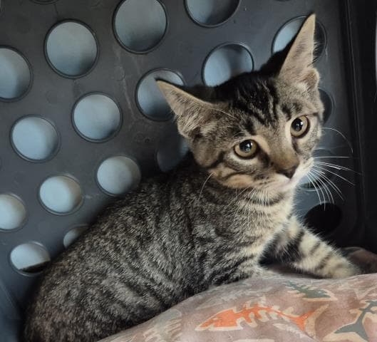 Elmo - Domestic Short Hair