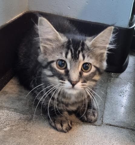 Gnocchi - Domestic Short Hair