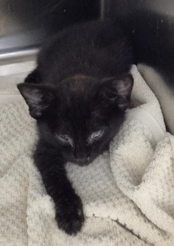 Dust Bunny - Domestic Short Hair