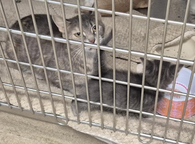 Lyra - Domestic Short Hair