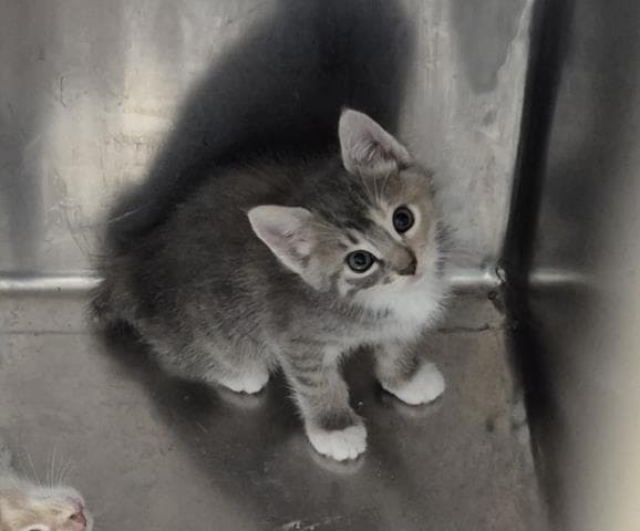 Orion - Domestic Short Hair