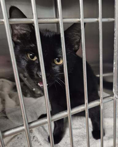 Xyla - Domestic Short Hair