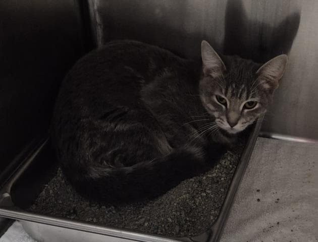 Vienna - Domestic Short Hair