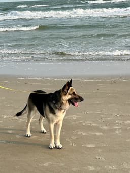 Maggie image 2