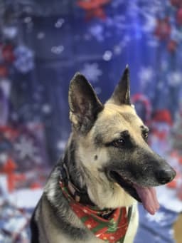 Maggie image 3