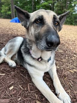 Maggie image 1