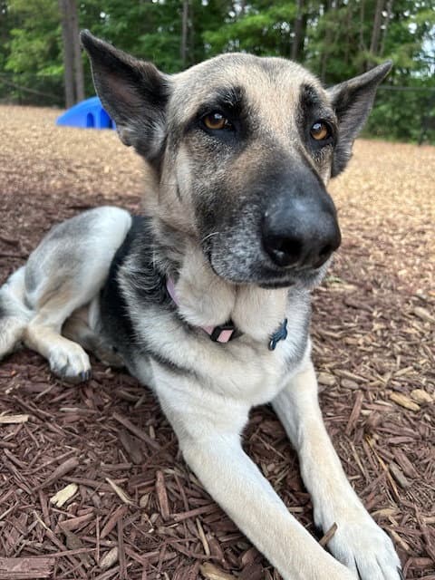 Maggie - German Shepherd Dog