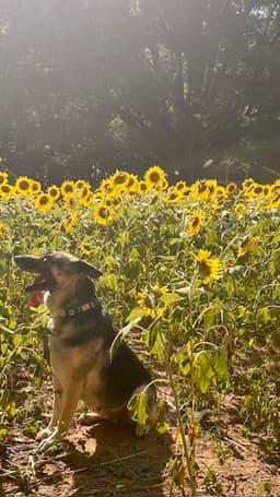 Maggie image 4