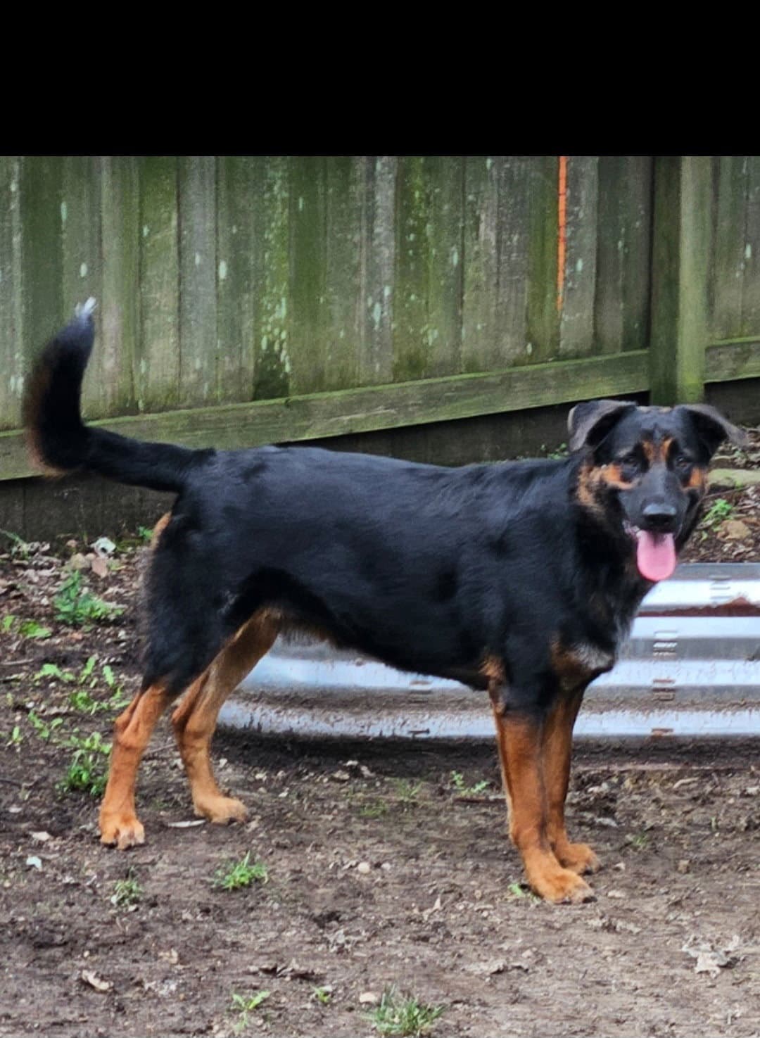 Chase - German Shepherd Dog