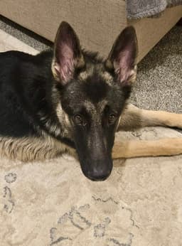 Lola image 1
