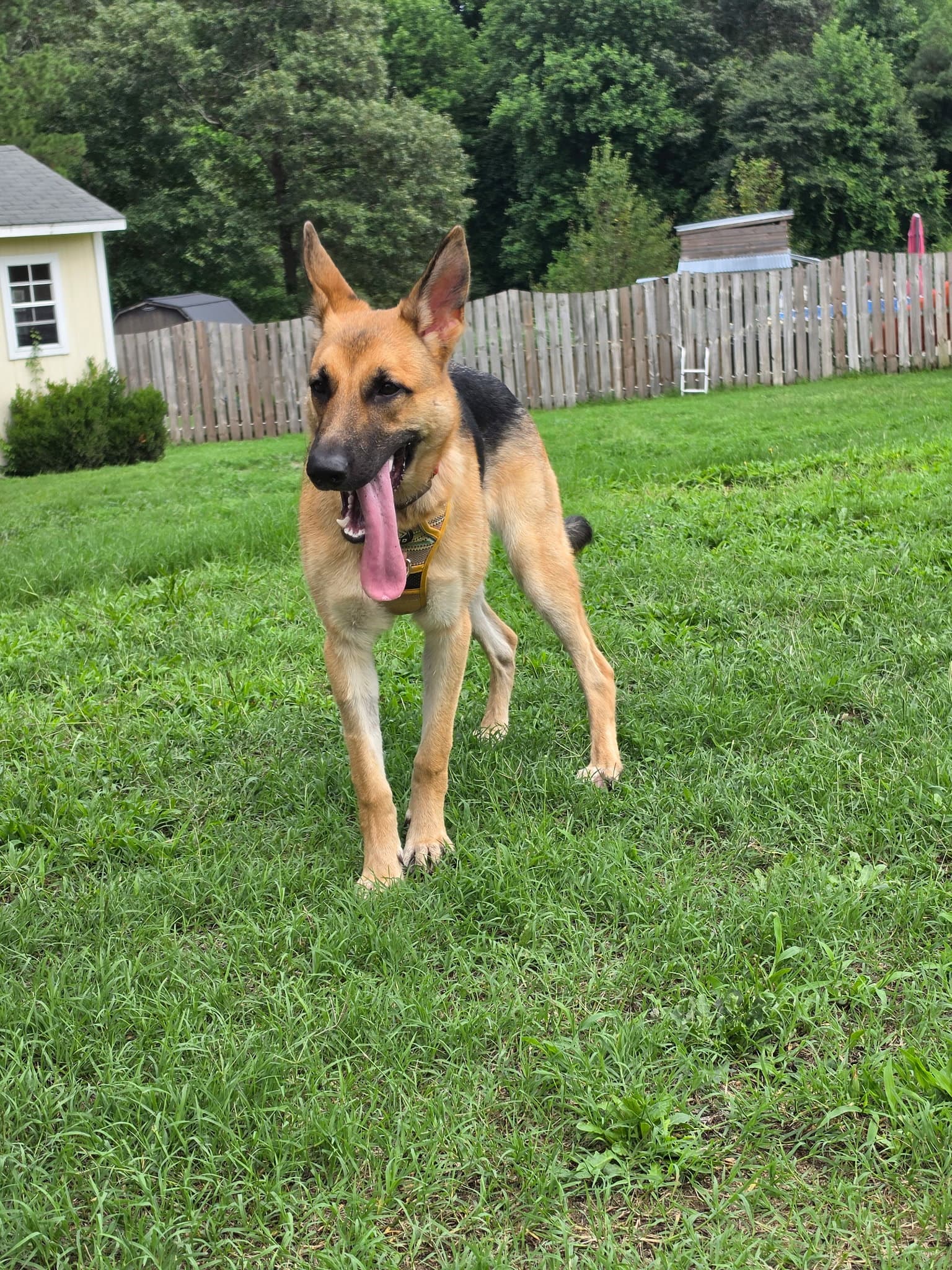 Nola - German Shepherd Dog