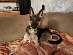 Lexi image 3