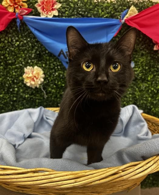 Void - Domestic Short Hair