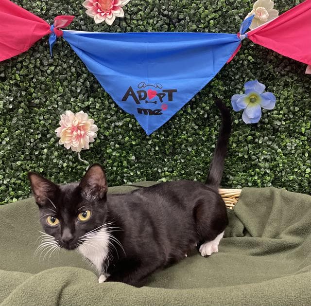 Liberty - Domestic Short Hair