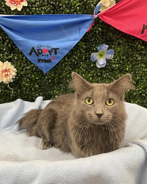 Ashcroft - Domestic Medium Hair