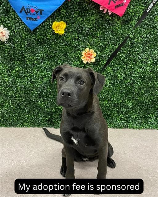 Coraline - Labrador Retriever