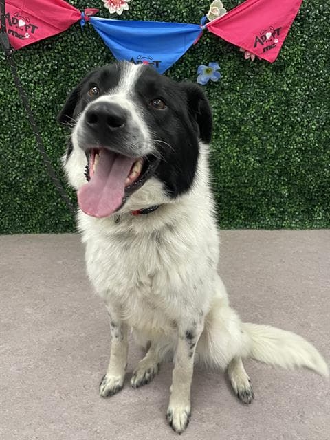 Muddy - Border Collie