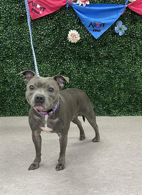 Mystic - Staffordshire Bull Terrier