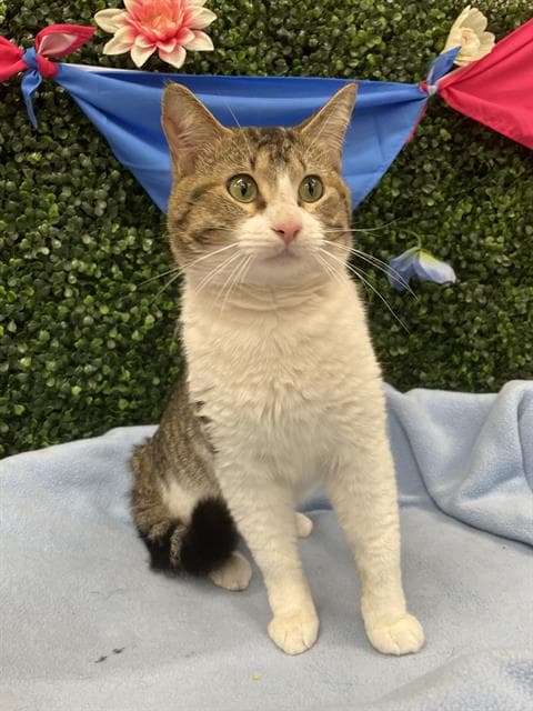 Pineapple - Domestic Short Hair