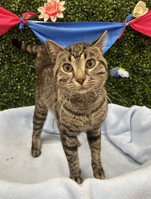 Coconut - Domestic Short Hair
