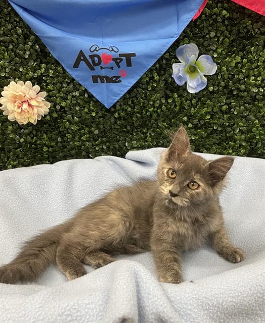 Papaya - Domestic Medium Hair