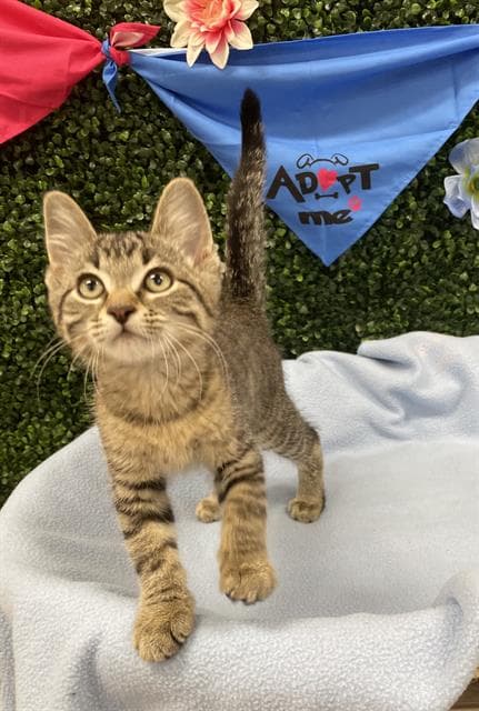 Cantaloupe - Domestic Short Hair