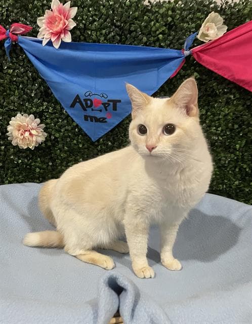 Guava - Siamese