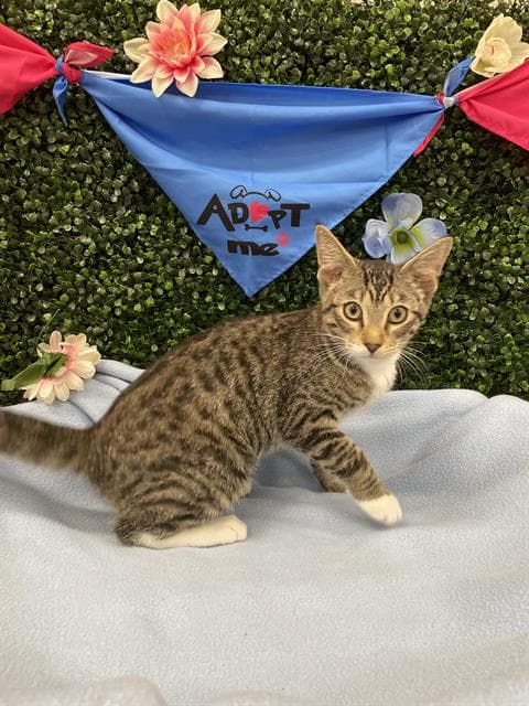 Avocado - Domestic Short Hair
