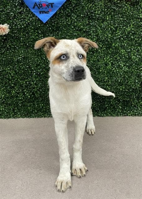 Cleo - Australian Cattle Dog/Blue Heeler