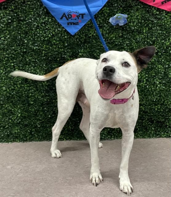Daisy Mae - Pit Bull Terrier