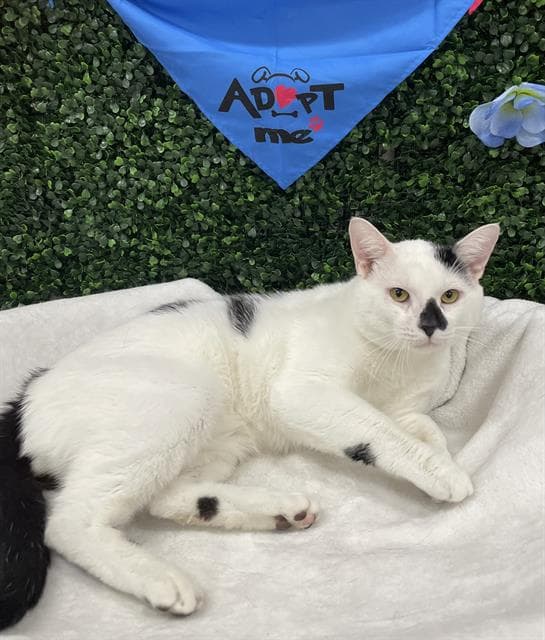 Howie - Domestic Short Hair
