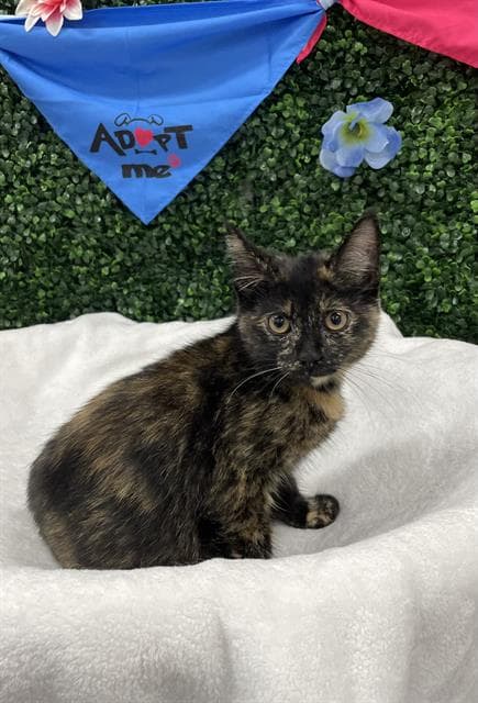 Tilly - Domestic Short Hair
