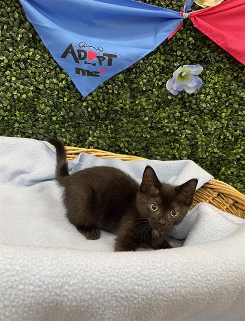 Catty Noir - Domestic Short Hair