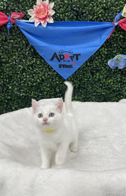 Lagoona - Domestic Short Hair