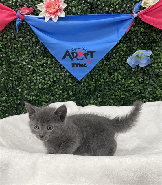 Clawd - Domestic Short Hair